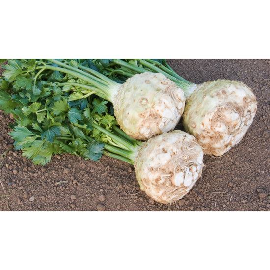Image Title CELERIAC; Monarch